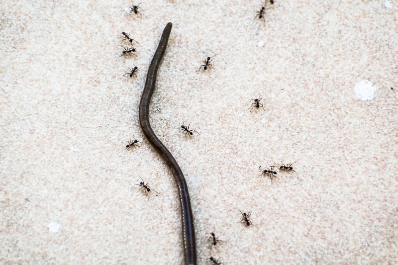 Earthworm in garden
